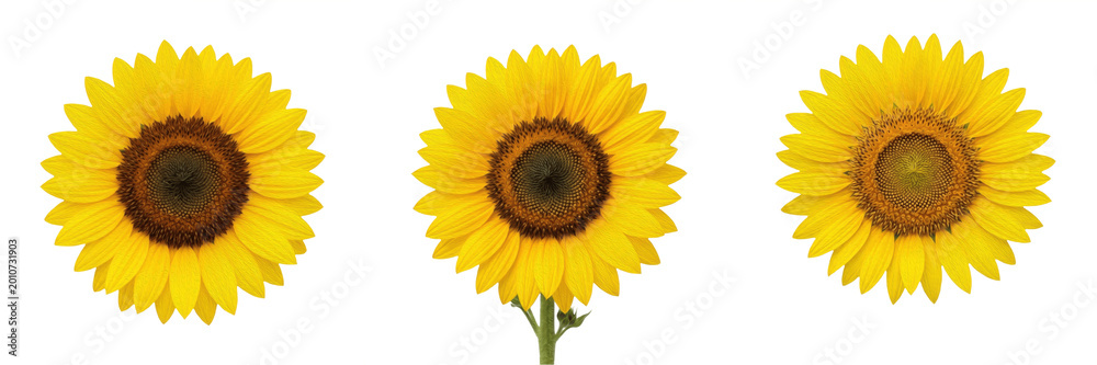 Fototapeta premium Set and collection of yellow sunflower head isolated on white background