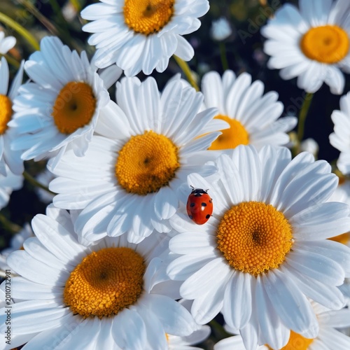 Bright Daisies With a Ladybug on a Sunny Day in a Garden