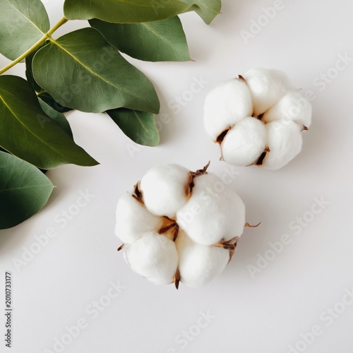 Cotton Bolls Placed on a White Surface With Green Leaves Beside Them