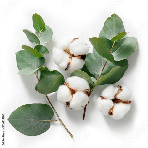 Cotton Bolls and Eucalyptus Leaves on White Background in Simple Arrangement