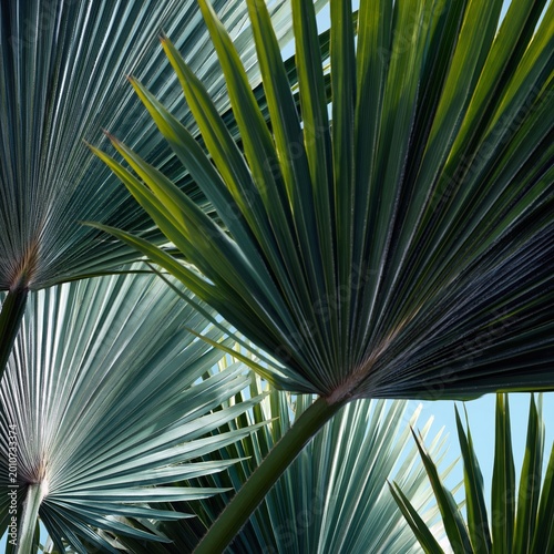 Palm Leaves Create a Natural Pattern Under Bright Sunlight in a Tropical Setting