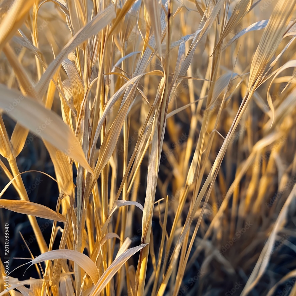 Fototapeta premium Golden Wheat Field With Sunlight During Late Afternoon Hours in Rural Landscape