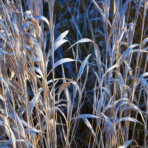 Grass Sways Gently in the Wind During Early Morning Light in a Natural Setting