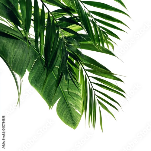 Green Palm Leaves Hanging Against a White Background in Bright Lighting