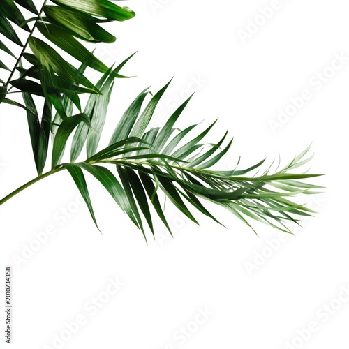 Green Palm Leaves on a White Background Showcasing Natural Beauty and Plant Life