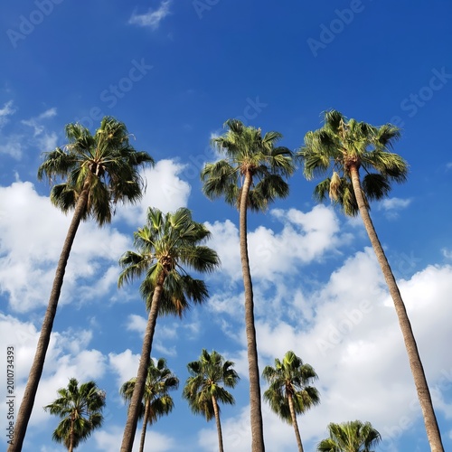 Tall Palm Trees Reach for the Sky on a Sunny Day With Clouds in the Background
