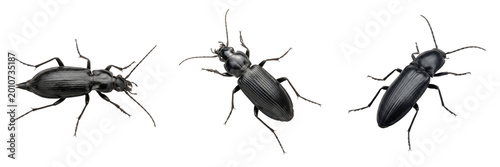 Bild auf Leinwand Set and collection of black beetle insect isolated on white background