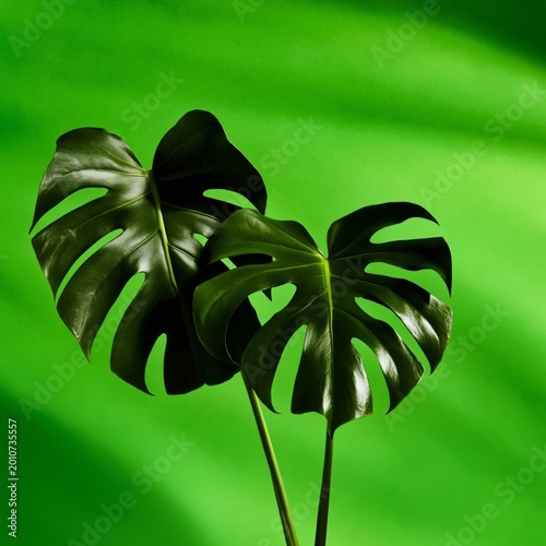 Blank Cards on a Wooden Table Surrounded by Plants in a Natural Light Setting