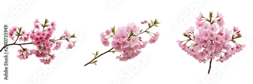 Delicate Pink Cherry Blossom Branch Spring Sakura Flower Nature Botanical Garden Tree Transparent PNG Cutou