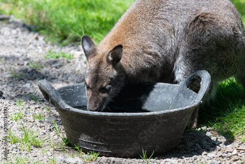 фотографія Portrait of a red necked wallaby (notamacropus rufogriseus) in a zoo
