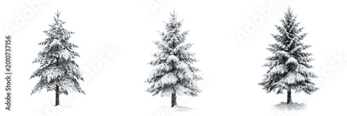 Frosted White Winter Pine Tree Snow Fir Christmas Holiday Cold Season Nature Transparent PNG Cutout