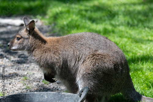 Photography Portrait of a red necked wallaby (notamacropus rufogriseus) in a zoo