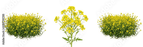 Bild auf Leinwand Bright Yellow Wildflowers Bouquet Spring Meadow Floral Bunch Garden Botanical Pl
