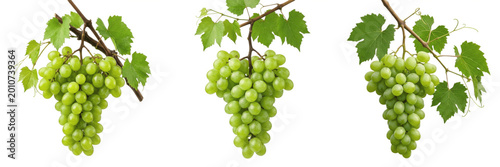 Bild auf Leinwand Set and collection of green grapes bunch on branch isolated on white background