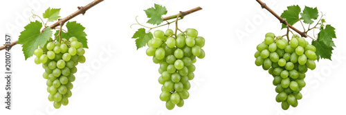 Schilderij op canvas Set and collection of green grapes bunch isolated on white background