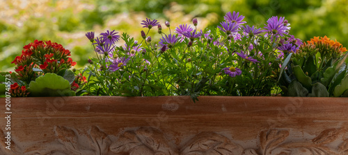 purple flowers in a garden