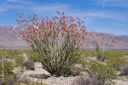 Фотография Flowering ocotillo, a desert shrub often mistaken for a cactus, in Anza‑Borrego, California