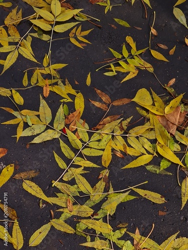 Silent Fallen Yellow Leaves on Wet Street After Rain