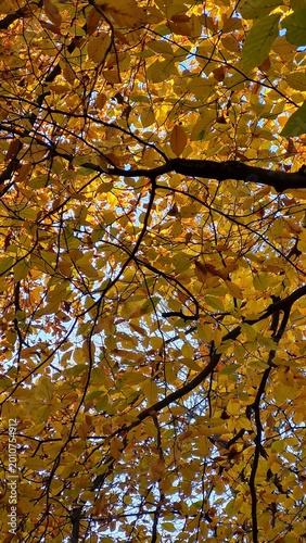 Autumn Golden Canopy Viewed from Below Through Dense Foliage