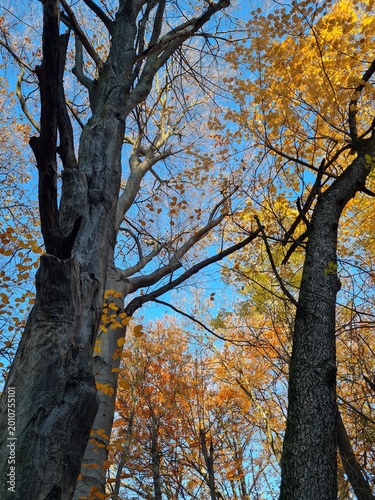 Autumn Trees with Golden and Brown Leaves Reaching into a Clear Blue Sky