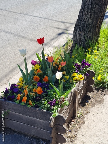 Vibrant Flower Pot Blooming in Spring by the Roadside