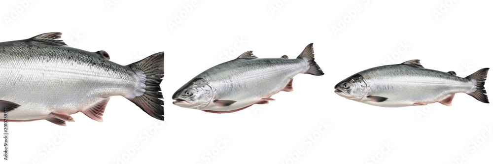 Obraz premium Whole Raw Fresh Salmon Fish Isolated on White Background, PNG