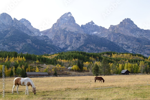 Quadro su tela Beautiful landscape of Grand Teton National Park in autumn with horses grazing in a yellow meadow, green forest, and majestic snow-capped mountains in the background