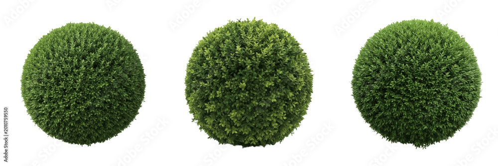 Fototapeta premium Round Boxwood Topiary Ball Plant Isolated on White Background, PNG