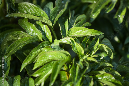 Green leaves with raindrops...