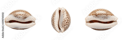 Natural Brown Cowrie Seashell Isolated on White Background, PNG