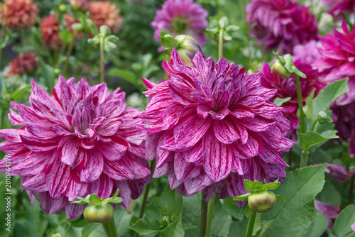Schilderij op canvas Decorative Dahlias Magenta variegated petals