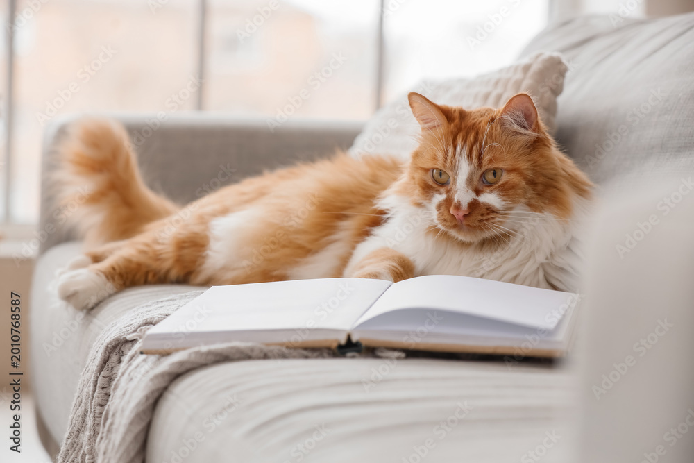 Obraz premium Cute red cat with book lying on sofa at home