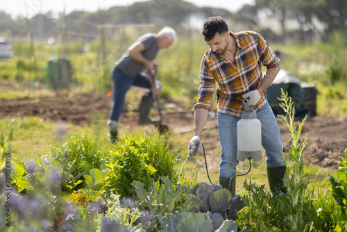 Tableau sur toile Farm worker sprays tomato seedlings with insecticide in her garden