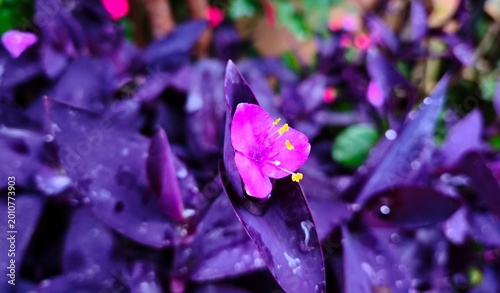 Tradescantia pallida Purple Heart plant with raindrops and bright purple leaves with pink flowers