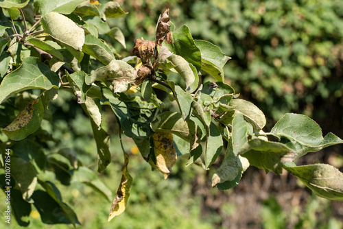 фотографія Apple tree branch with leaves affected by disease pests, displaying yellowing, spots, curling, various signs of poor health