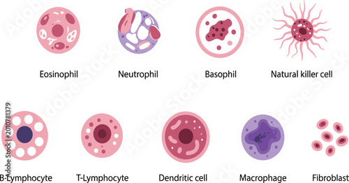 Quadro su tela Set of various immune system blood cells including eosinophil neutrophil basophi