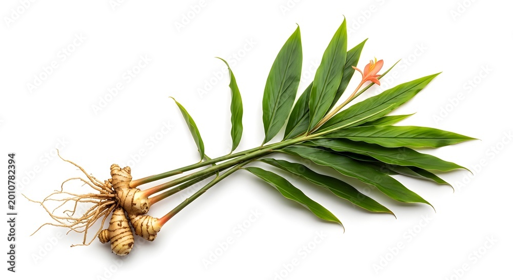 Fototapeta premium Fresh Galangal Plant with Leaves and Roots Isolated on White Background, Organic Herbal Ingredient for Asian Cuisine, Traditional Medicine, Natural Remedy and Healthy Lifestyle Stock Photo