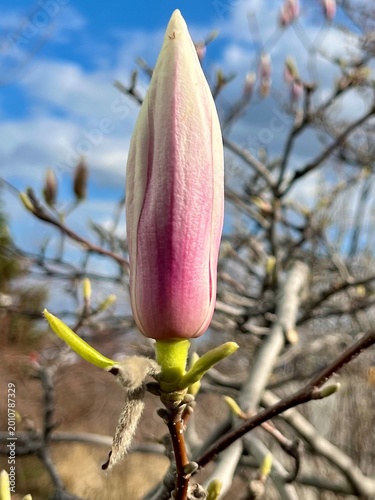 pink magnolia flower