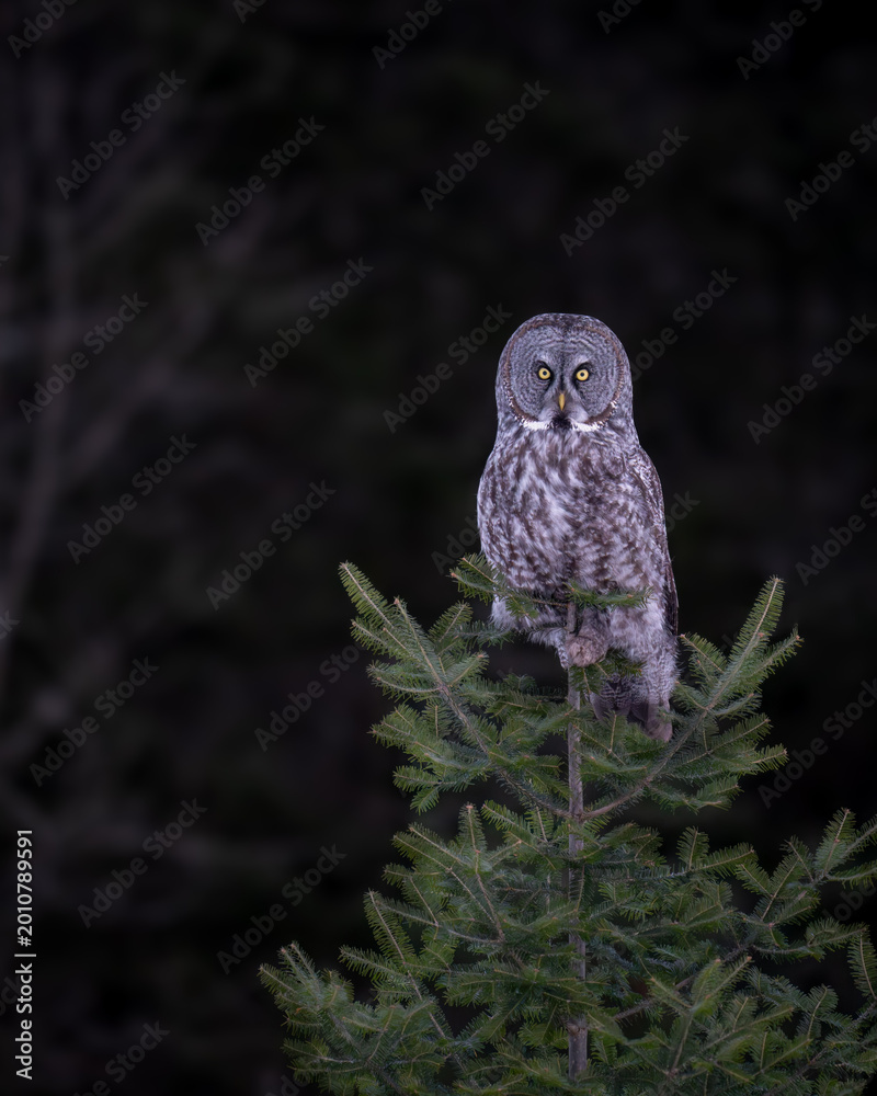 Fototapeta premium Great Gray Owl Perched