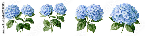 four blue hydrangea flowers watercolor illustration isolated on transparent background