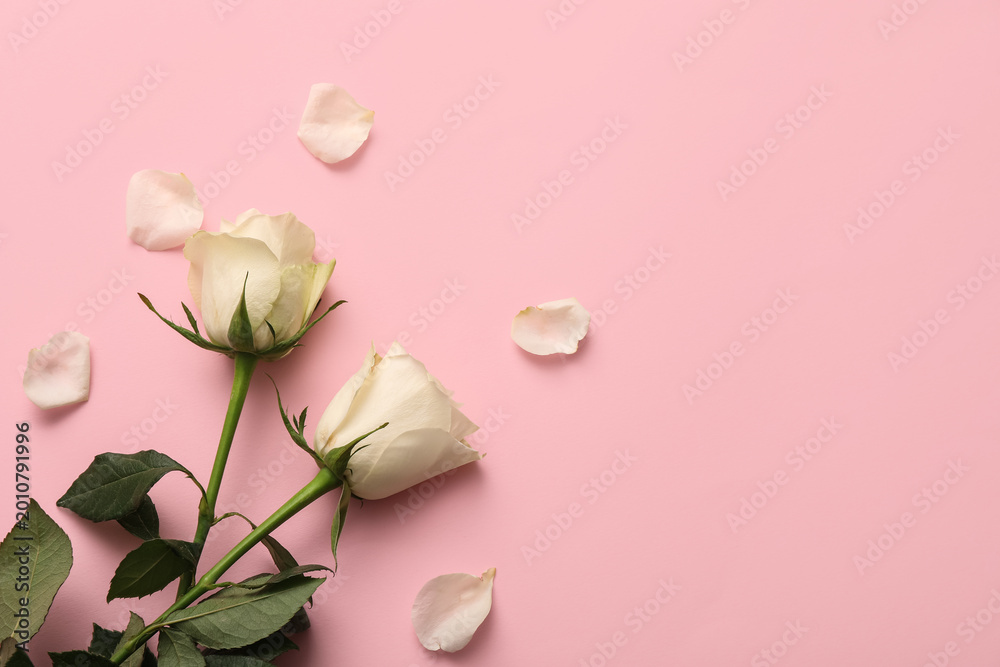 Fototapeta premium Beautiful white roses on pink background