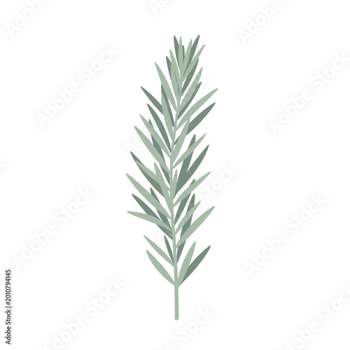 Watercolor illustration of a fresh rosemary sprig isolated on white background. Vector Icon. EPS Editable