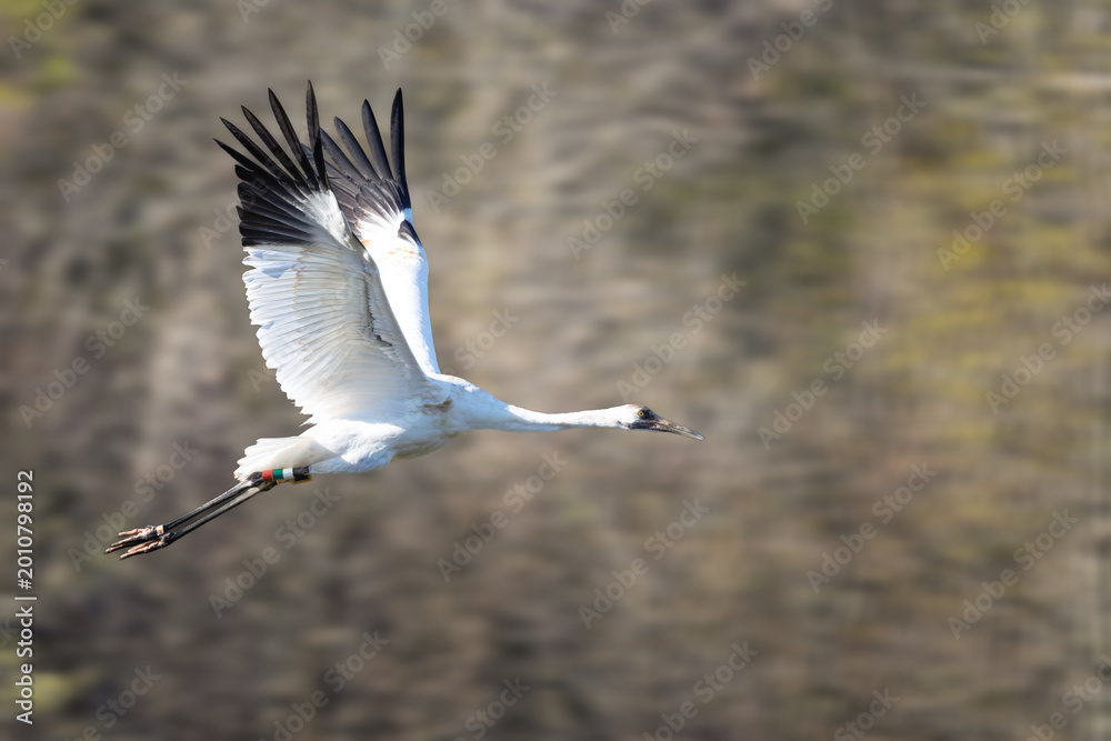 Obraz premium Whooping crane in flight