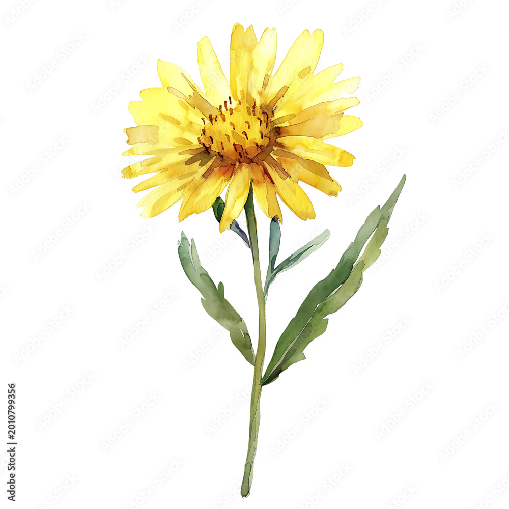 Fototapeta premium Watercolor Golden Marguerite Flower with Stem and Leaves on transparent background