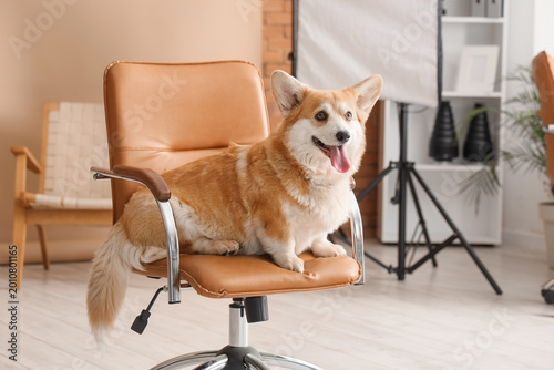Cute Corgi dog on chair in ...