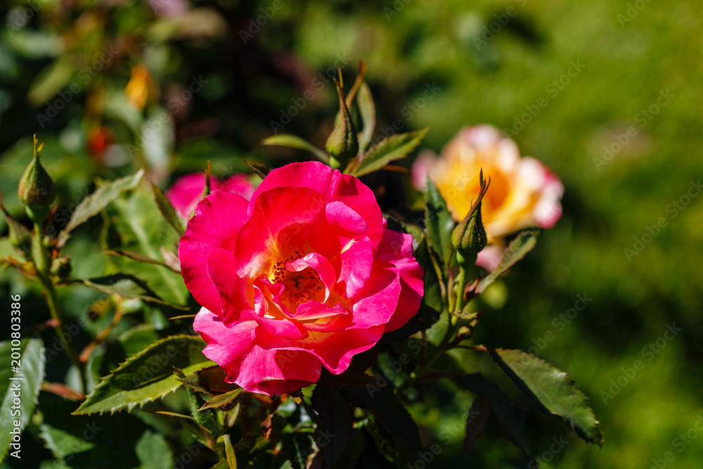 Obraz premium Bright pink roses grow in a garden during daytime in spring with green leaves around them