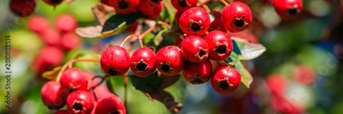 Panel kuchenny z motywem Berries grow on a bush in a sunny garden during the summer time in a green landscape