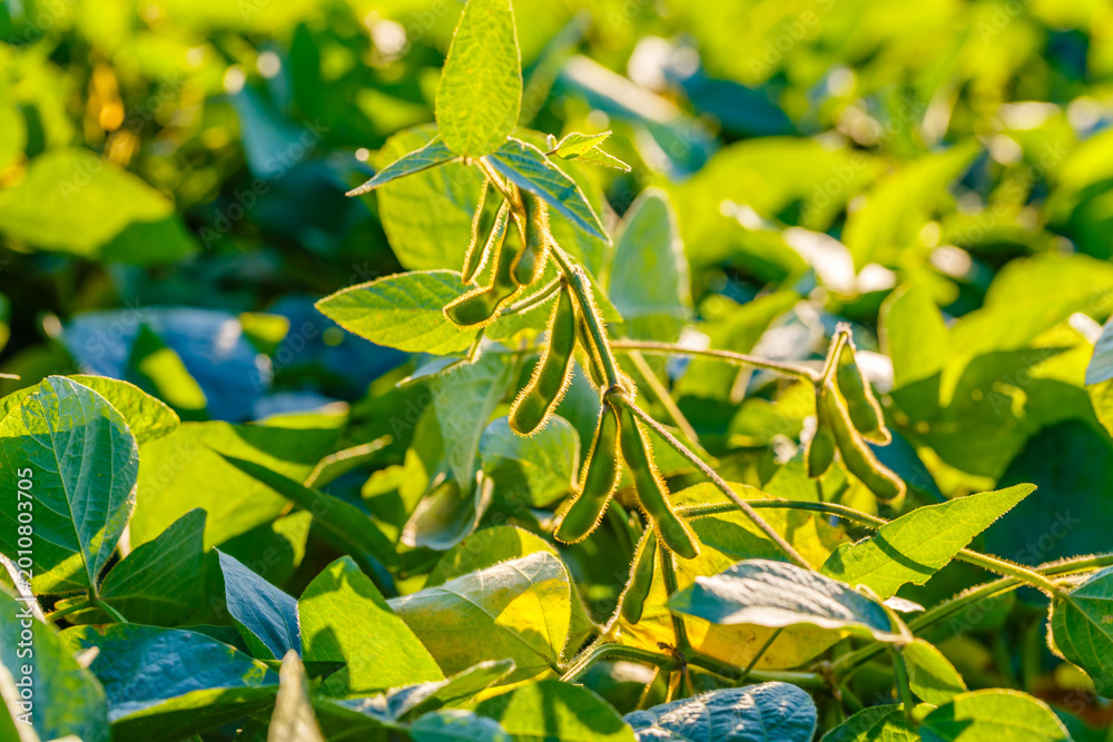 Fototapeta premium Soybean plants grow in a field during late afternoon light in a rural area