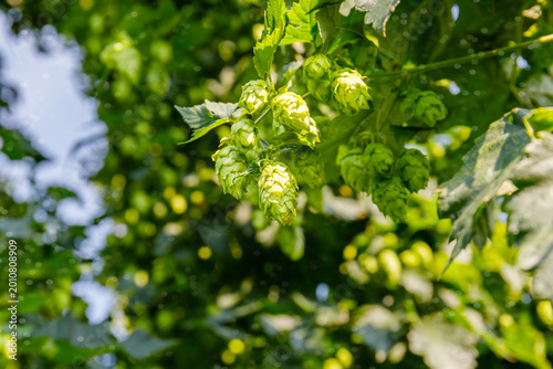 Foto Hops growing on vines in a bright field on a sunny day in summer at a local farm