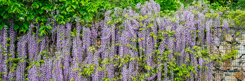 Vines of purple flowers grow on a stone wall in a garden during springtime with green leaves overhead